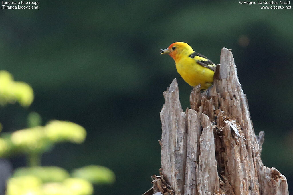 Western Tanager