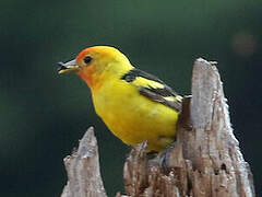 Western Tanager