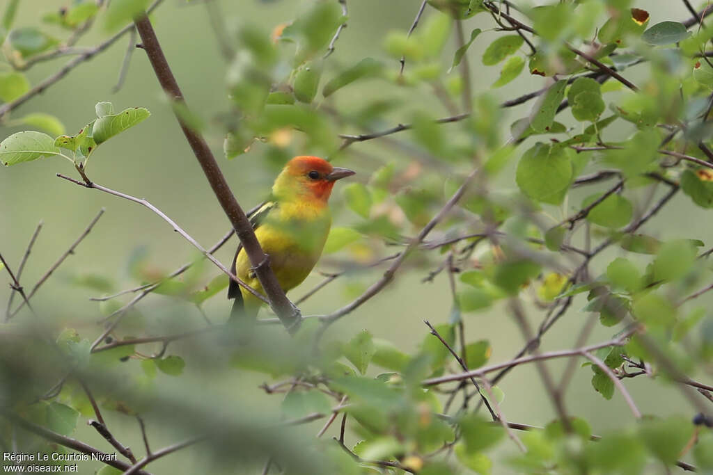 Western Tanager