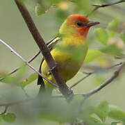 Western Tanager