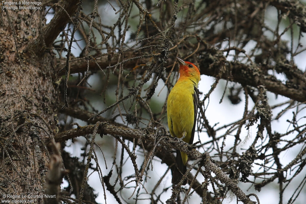 Western Tanager