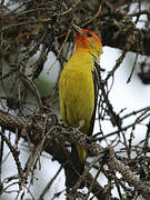 Western Tanager