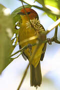 Rust-and-yellow Tanager