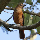 Tangara couronné