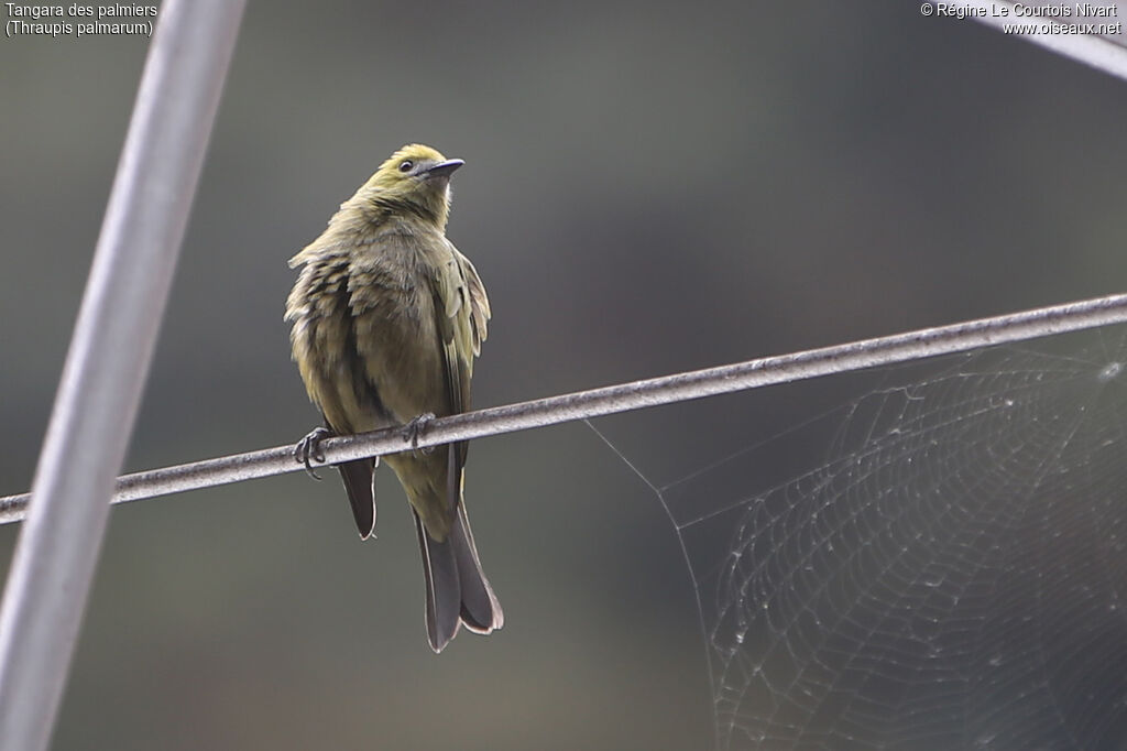 Palm Tanager