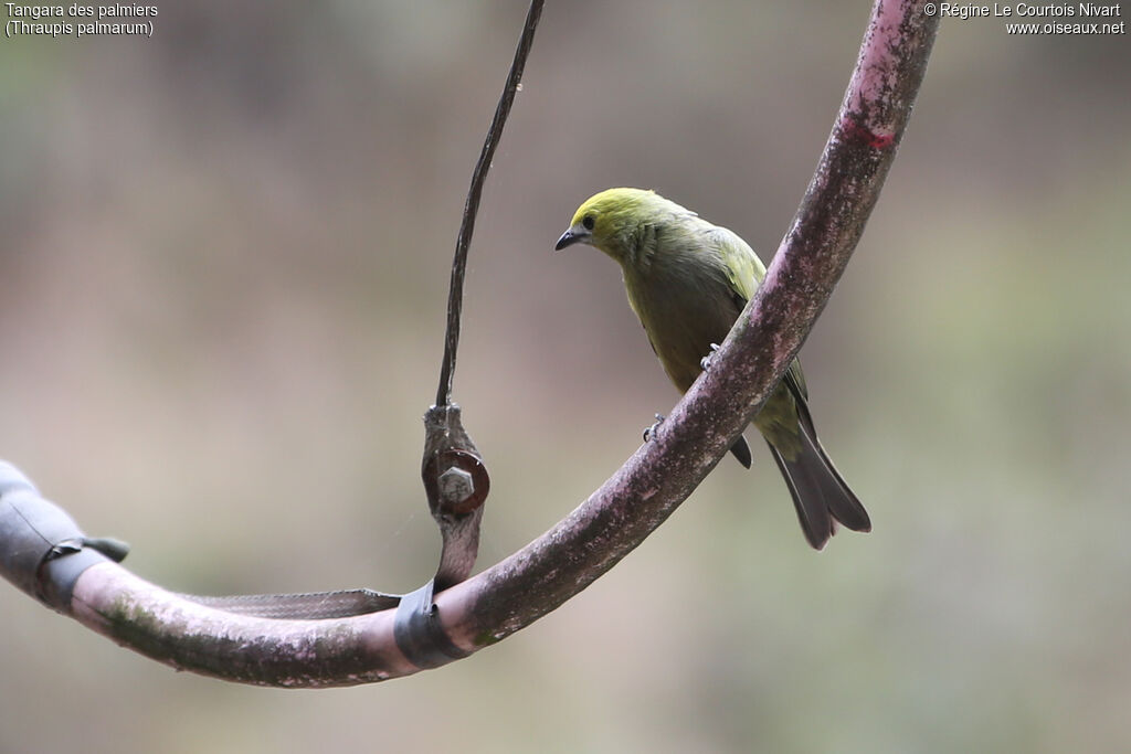 Palm Tanager