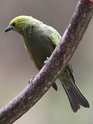 Palm Tanager