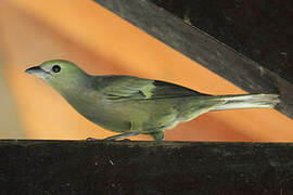 Palm Tanager