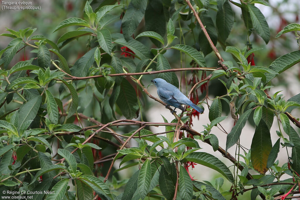 Blue-grey Tanager