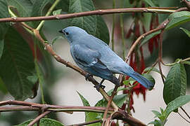 Blue-grey Tanager