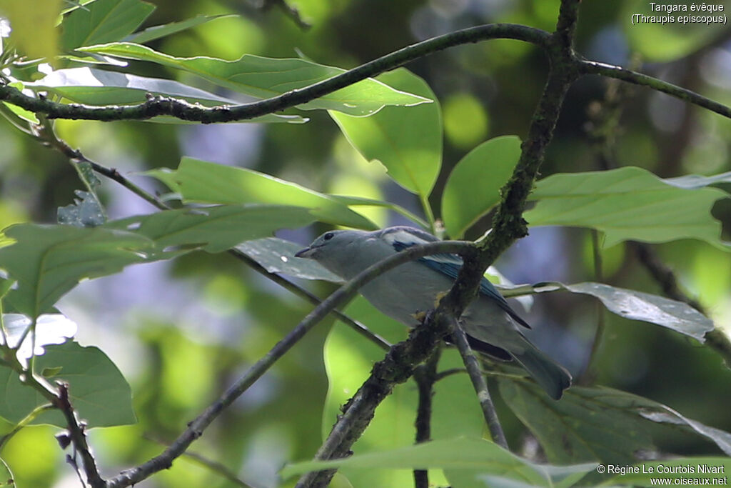 Blue-grey Tanager