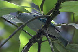 Blue-grey Tanager