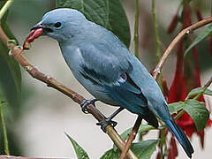 Blue-grey Tanager