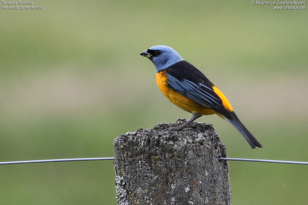 Blue-and-yellow Tanager