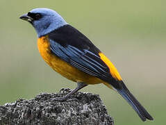 Blue-and-yellow Tanager