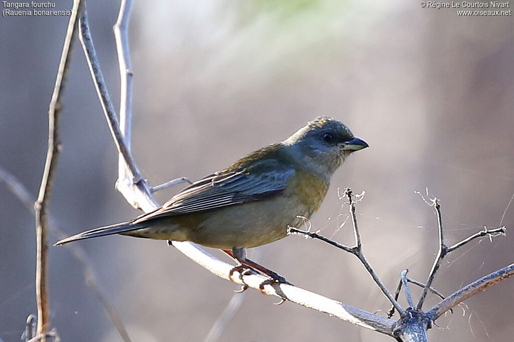 Tangara fourchu