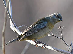 Blue-and-yellow Tanager