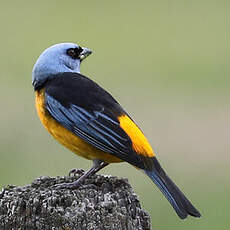 Tangara fourchu