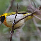 Tangara guira