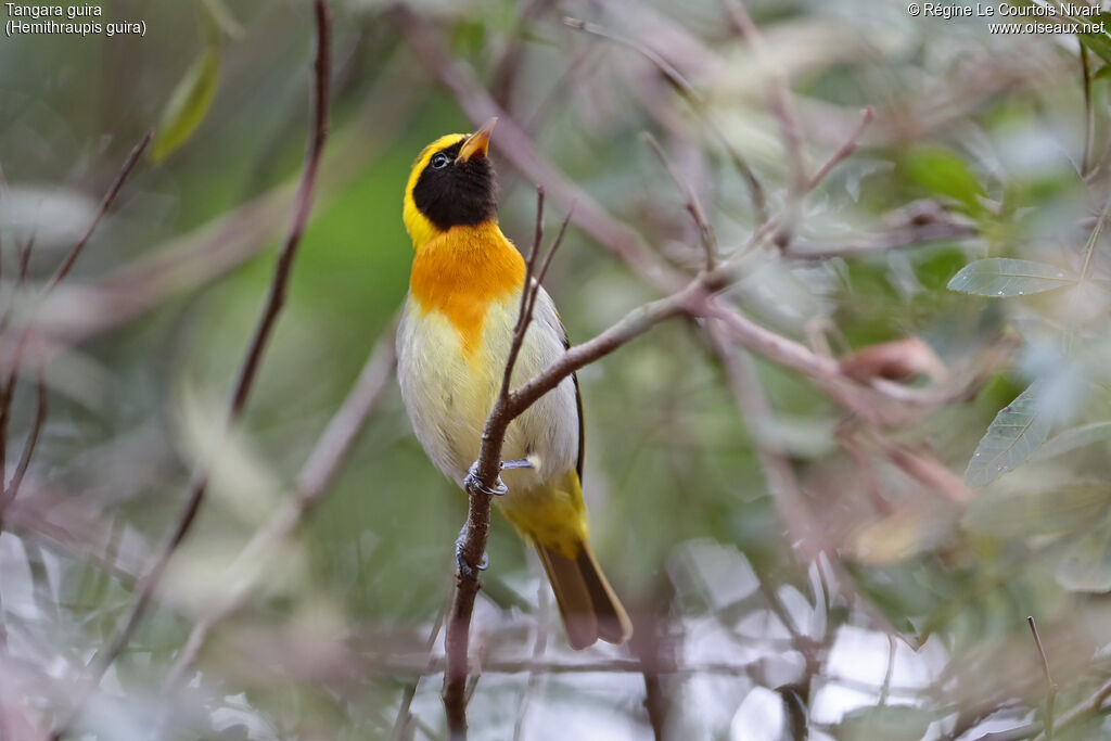 Tangara guira