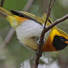 Tangara guira