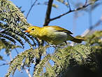 Tangara guira
