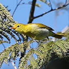 Tangara guira