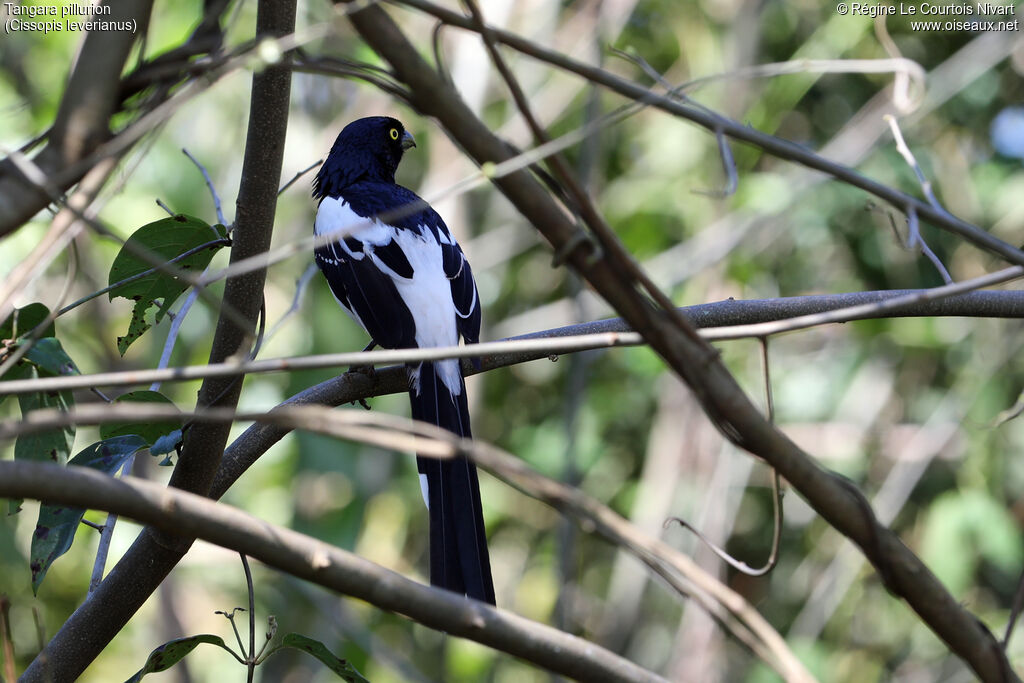 Tangara pillurion
