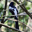 Tangara pillurion