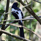 Tangara pillurion