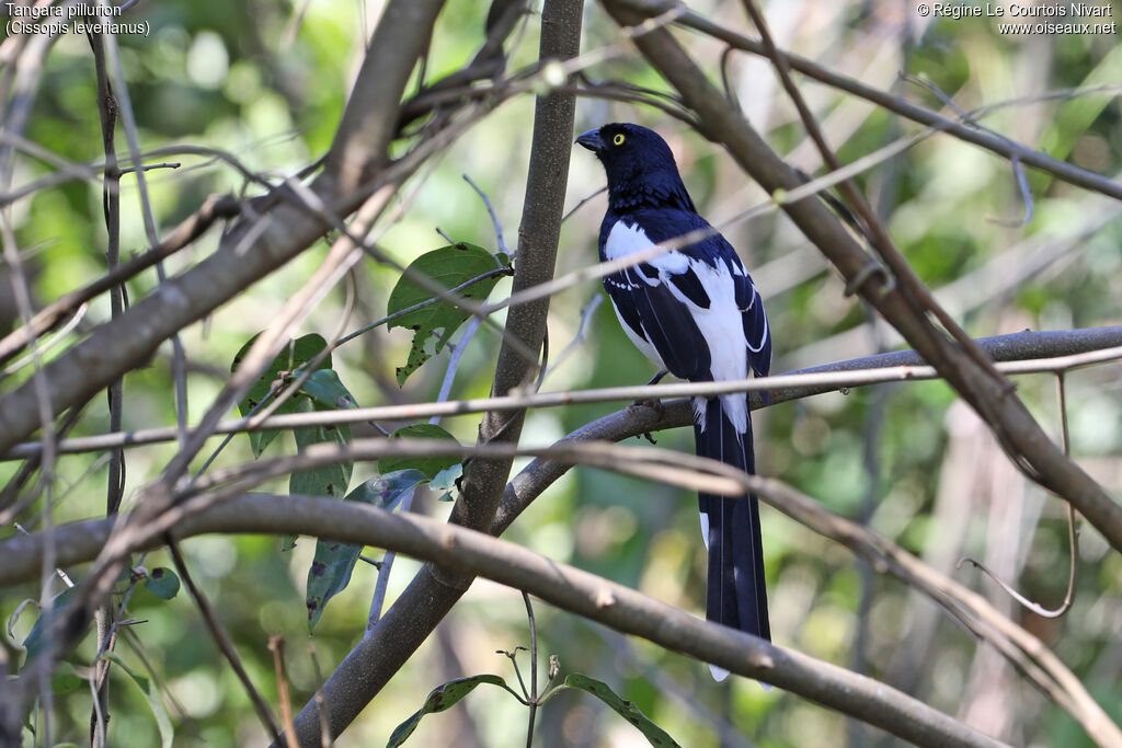 Tangara pillurion