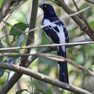 Tangara pillurion