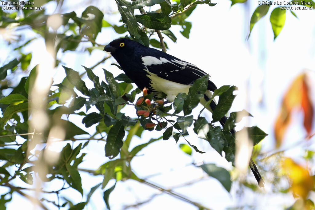 Tangara pillurion