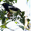 Tangara pillurion