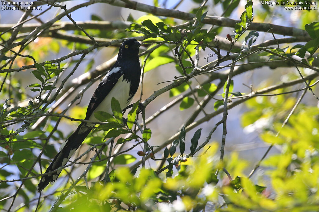 Tangara pillurion