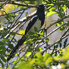 Tangara pillurion