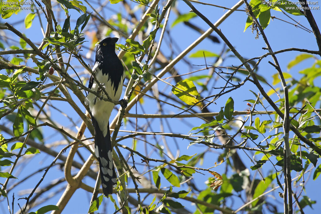 Tangara pillurion