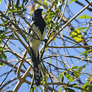 Tangara pillurion