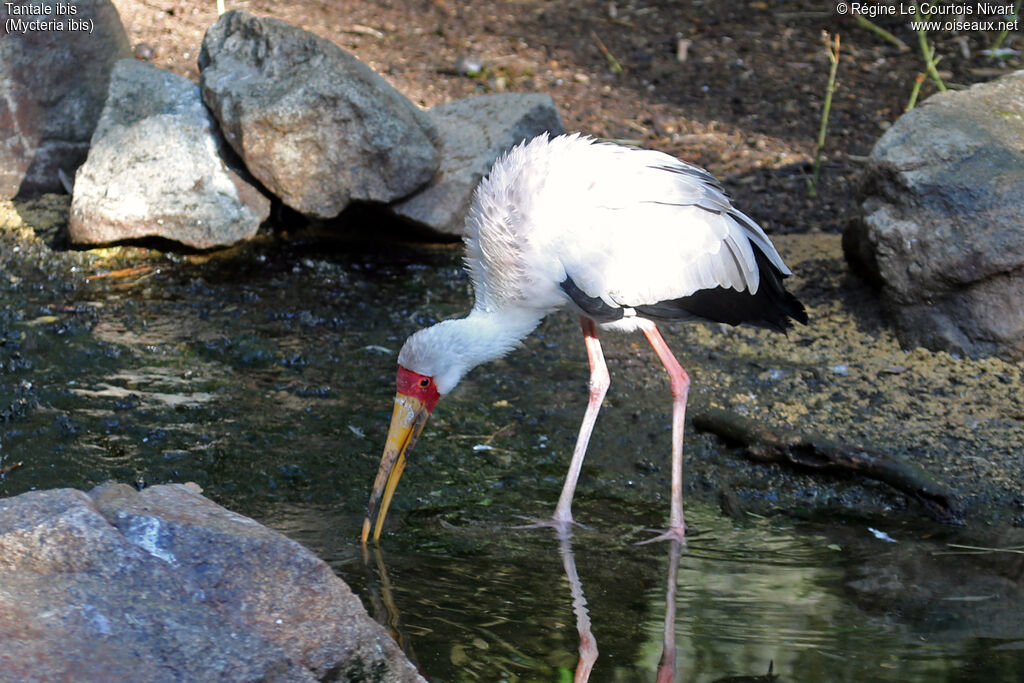 Yellow-billed Stork