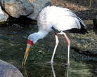 Tantale ibis