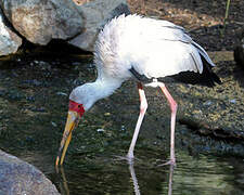 Yellow-billed Stork