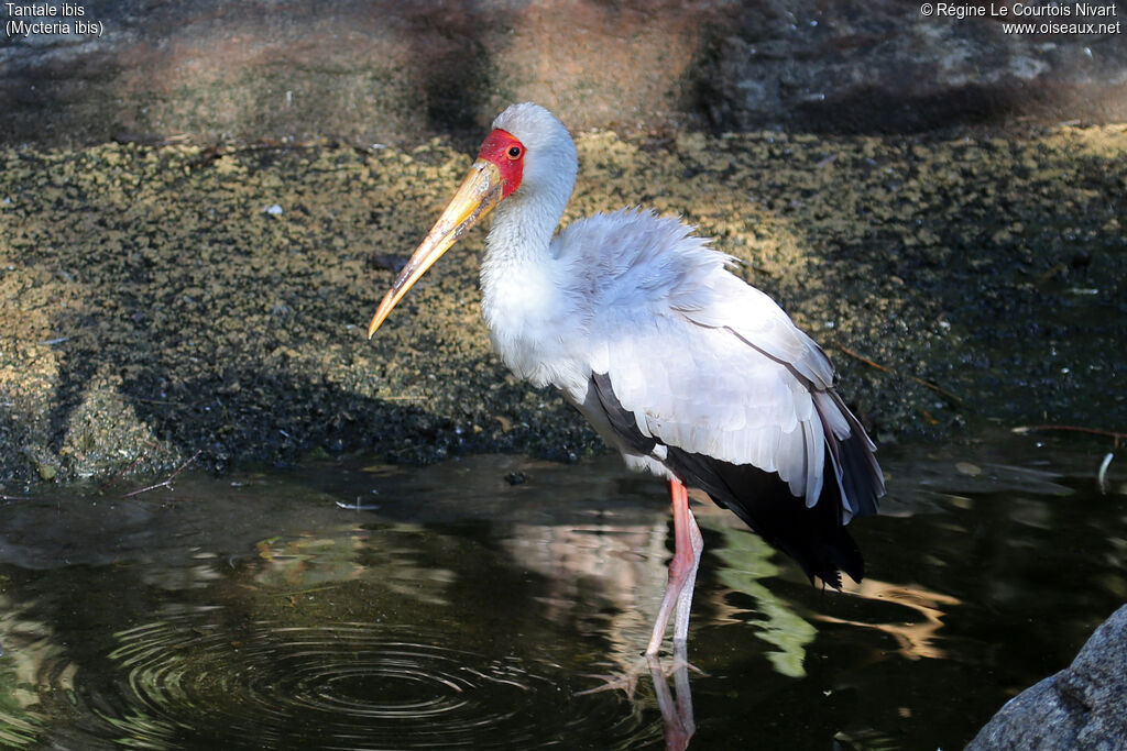 Yellow-billed Stork