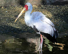 Yellow-billed Stork