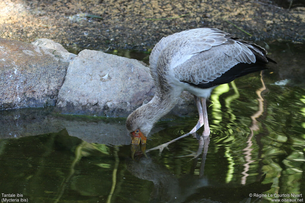 Tantale ibis