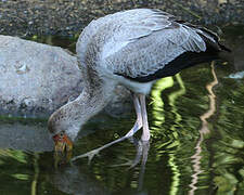 Yellow-billed Stork