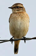 Whinchat