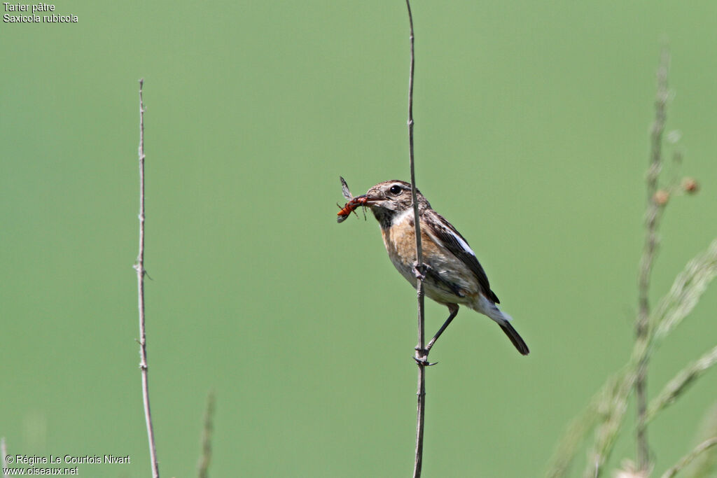 European Stonechat female adult, feeding habits