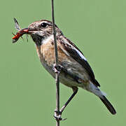 European Stonechat