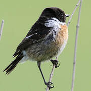 European Stonechat