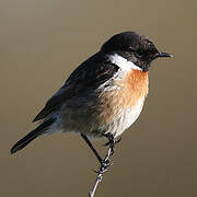 European Stonechat